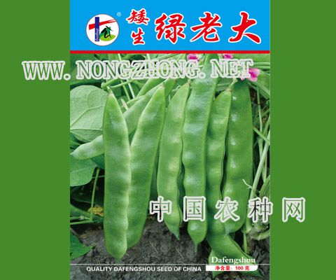 矮生绿老大